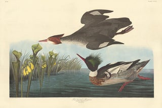 Item nr. 153960 Red Breasted Merganser. John James Audubon
