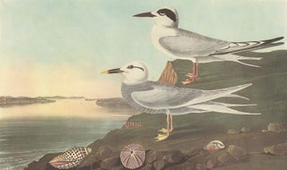 Item nr. 153961 Havell's and Trudeau's Tern. John James Audubon