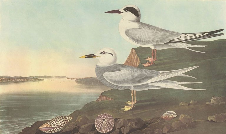 Item nr. 153961 Havell's and Trudeau's Tern. John James Audubon.