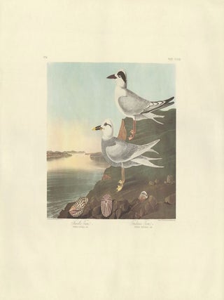 Havell's and Trudeau's Tern.