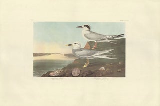 Havell's and Trudeau's Tern.
