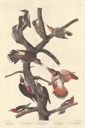 Item nr. 153963 Ten Woodpeckers. John James Audubon