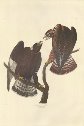 Item nr. 153964 Rough-legged Falcon. John James Audubon