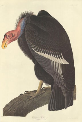 Item nr. 153965 Californian Vulture. John James Audubon