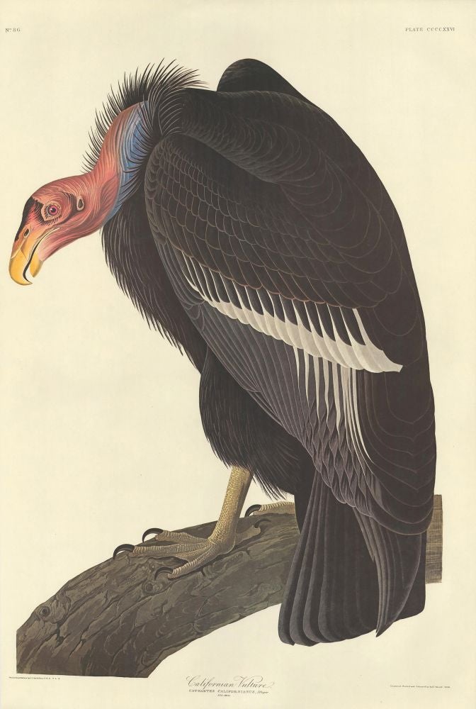 Item nr. 153965 Californian Vulture. John James Audubon.