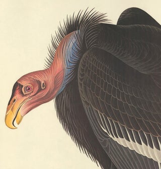 Californian Vulture.