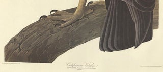 Californian Vulture.
