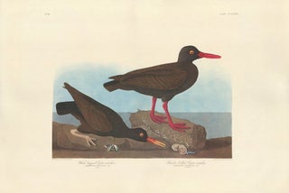 Item nr. 153966 White-legged Oyster-catcher. John James Audubon