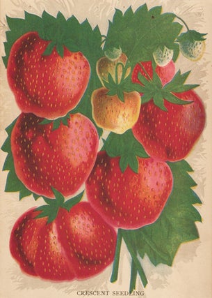 Item nr. 154068 Crescent Seedling Strawberry. American School