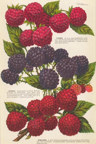 Item nr. 154076 Raspberry Varieties. American School.