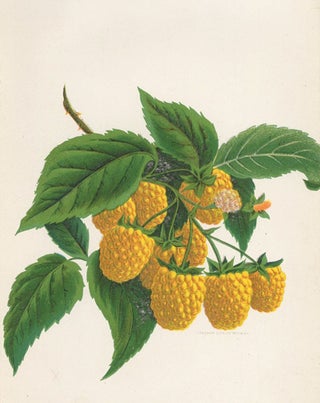 Item nr. 154078 Golden Queen Raspberry. American School