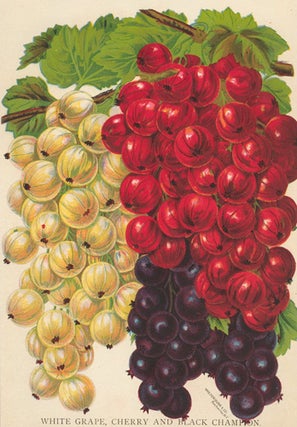 Item nr. 154081 White Grape, Cherry and Black Champion Currants. American School