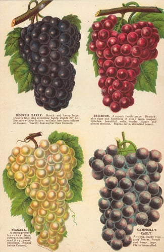 Item nr. 154083 Grape Varieties. American School.