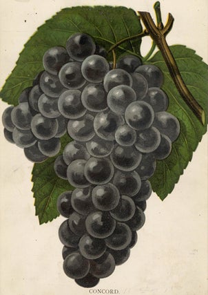 Concord Grapes.