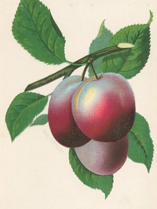 Abundance Plum.