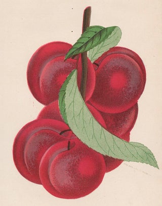 Prunus Simonii.