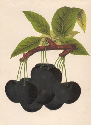 Item nr. 154091 Luelling Black Cherries. American School