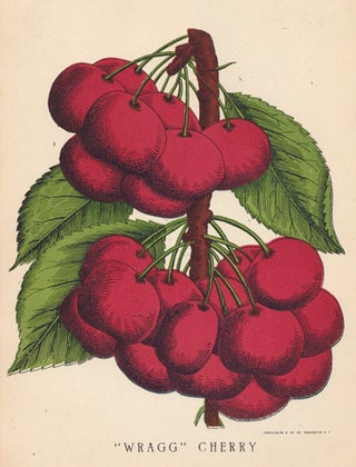 Wragg Cherries.