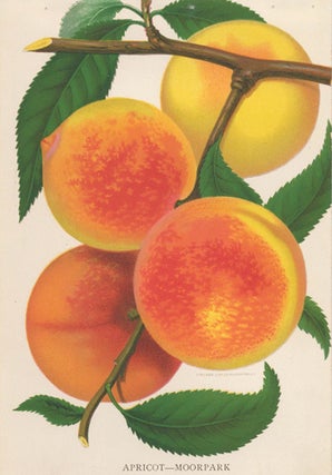 Moorpark Apricot.