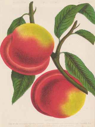 Amsden Peaches.