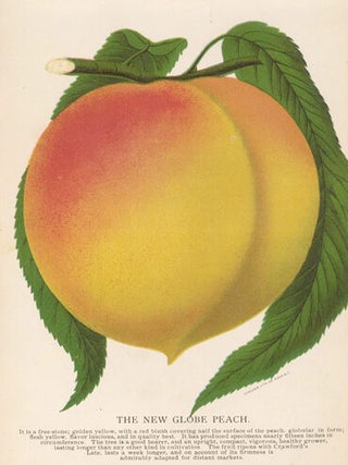 New Globe Peach.