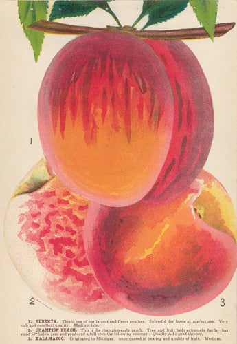 Item nr. 154097 Peach Varieties. American School.