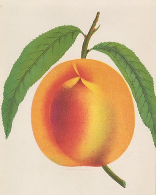 Item nr. 154098 Crawford's Early Peach. American School