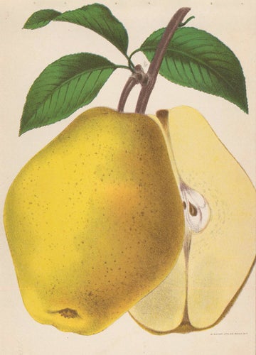 Item nr. 154100 Kieffer's Hybrid Pear. American School.