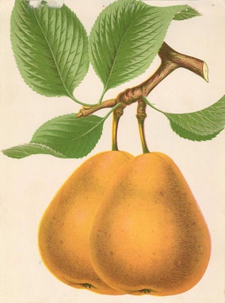 Lawrence Pear.