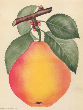 Early Harvest Pear.