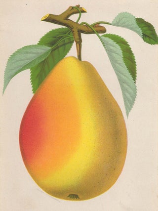 Item nr. 154103 Clapp's Favorite Pear. American School