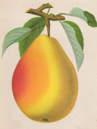 Clapp's Favorite Pear.