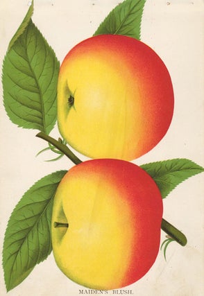 Item nr. 154105 Maiden's Blush Apple. American School
