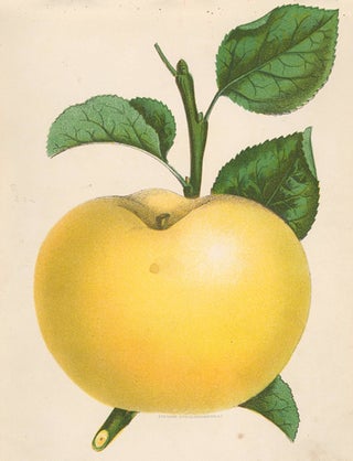 Item nr. 154107 Yellow Transparent Apple. American School