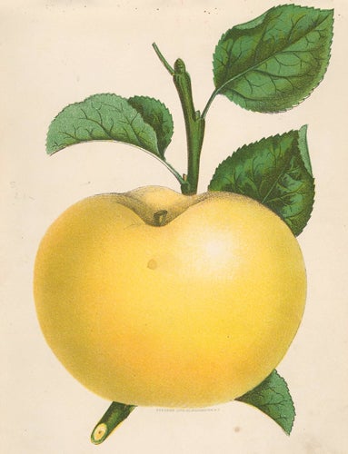 Item nr. 154107 Yellow Transparent Apple. American School.
