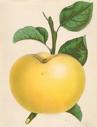 Yellow Transparent Apple.