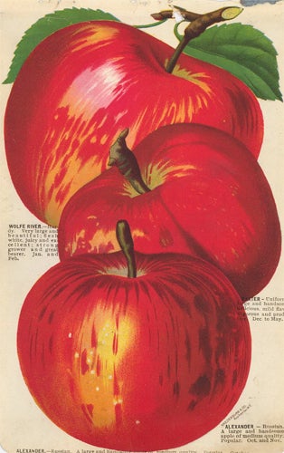 Item nr. 154108 Variety of Apples. American School.
