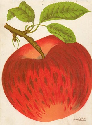Ben Davis Apple.