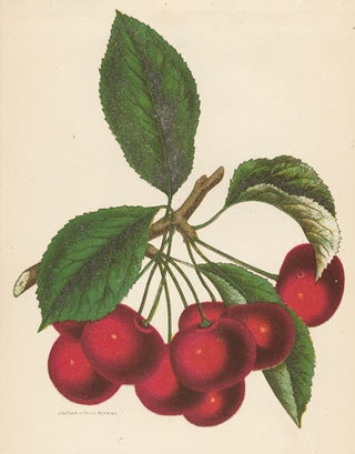 Item nr. 154110 Early Richmond Cherries. American School