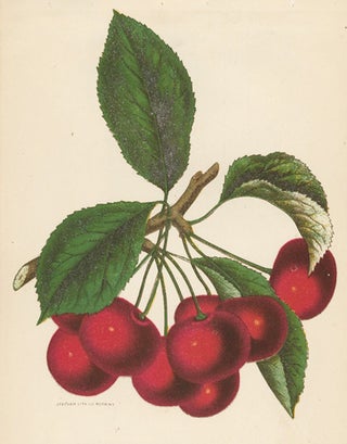 Early Richmond Cherries.