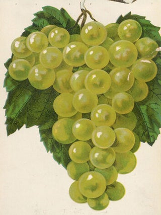 Diamond Grape.