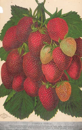 Item nr. 154112 Parker Earle Strawberries. American School
