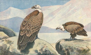 Item nr. 154277 Vautour Fauve [Griffon Vulture]. Les Chiens, les Gibier et ses Ennemis. P....