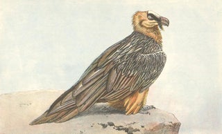 Item nr. 154278 Gypaete Barbu [Bearded Vulture]. Les Chiens, les Gibier et ses Ennemis. P....