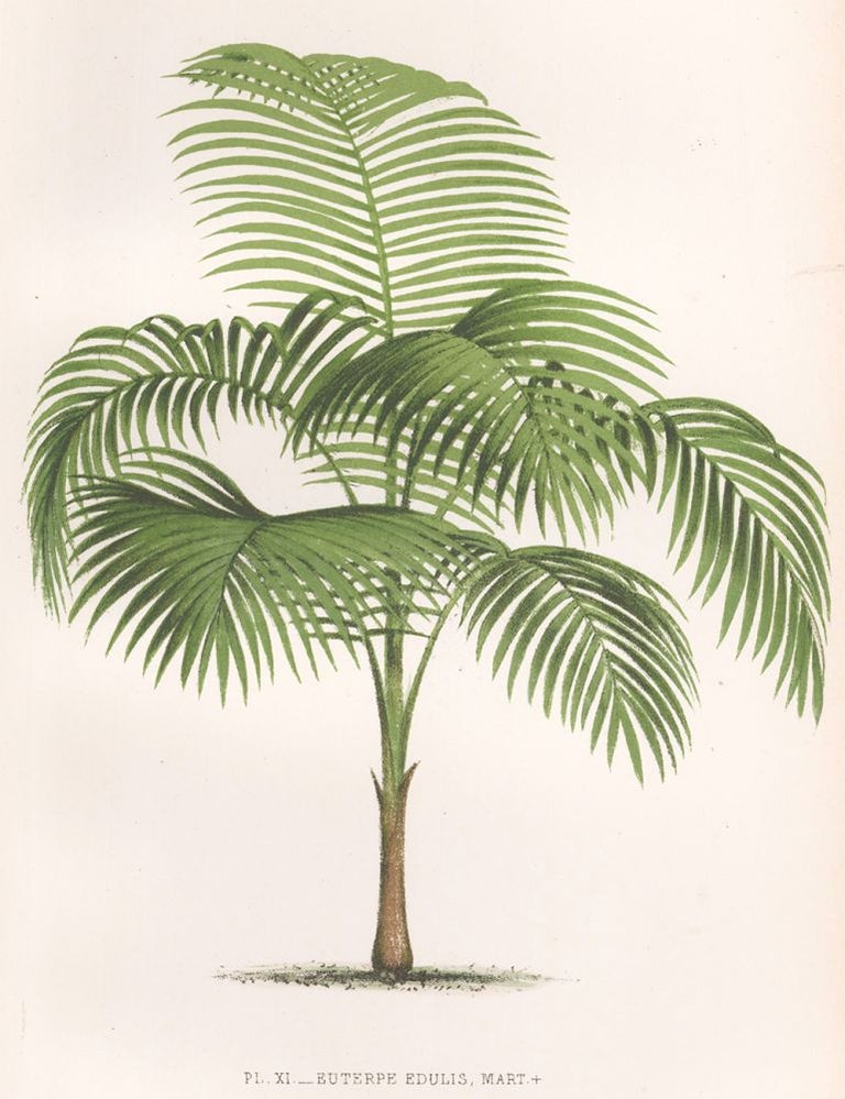 Item nr. 154296 Euterpe Edulis. Les palmiers histoire iconographique. Oswald de Kerchove de Denterghem.