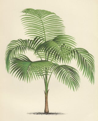 Euterpe Edulis. Les palmiers histoire iconographique.