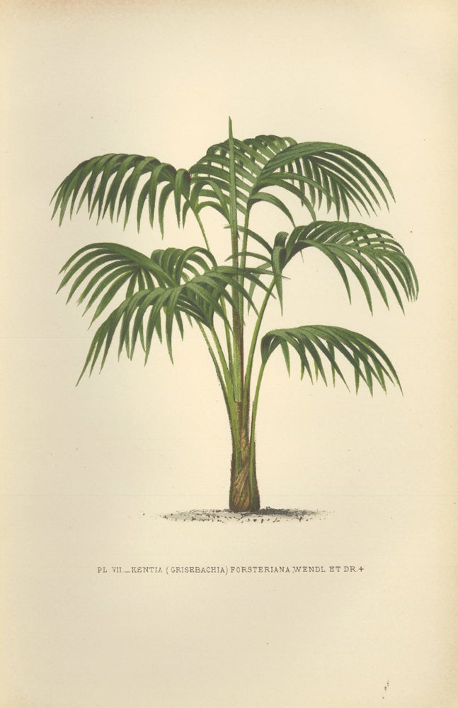 Item nr. 154300 Kentia (Grisebachia) Forsteriana. Les Palmiers Histoire Iconographique. Oswald de Kerchove de Denterghem.