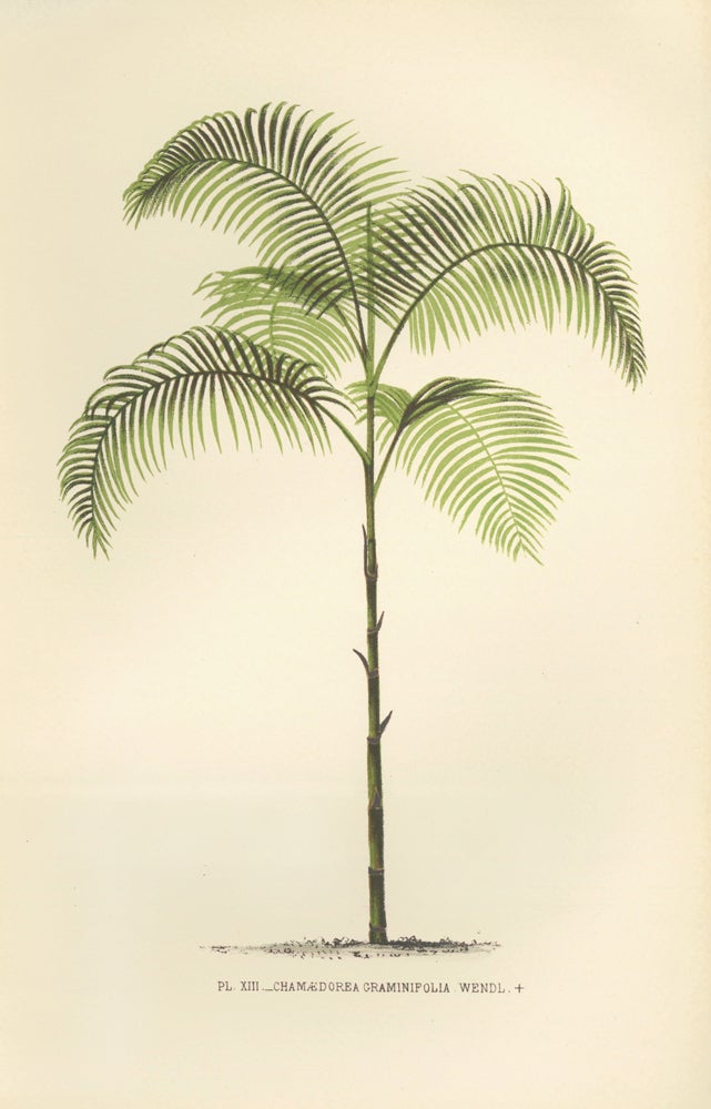 Item nr. 154302 Chamaedorea Graminifolia. Les Palmiers Histoire Iconographique. Oswald de Kerchove de Denterghem.