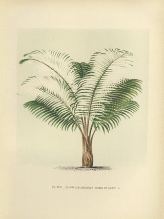 Item nr. 154307 Ceroxylon Andicola. Les Palmiers Histoire Iconographique. Oswald de Kerchove de...