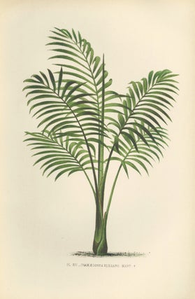 Item nr. 154308 Chamaedorea Elegans. Les Palmiers Histoire Iconographique. Oswald de Kerchove de...